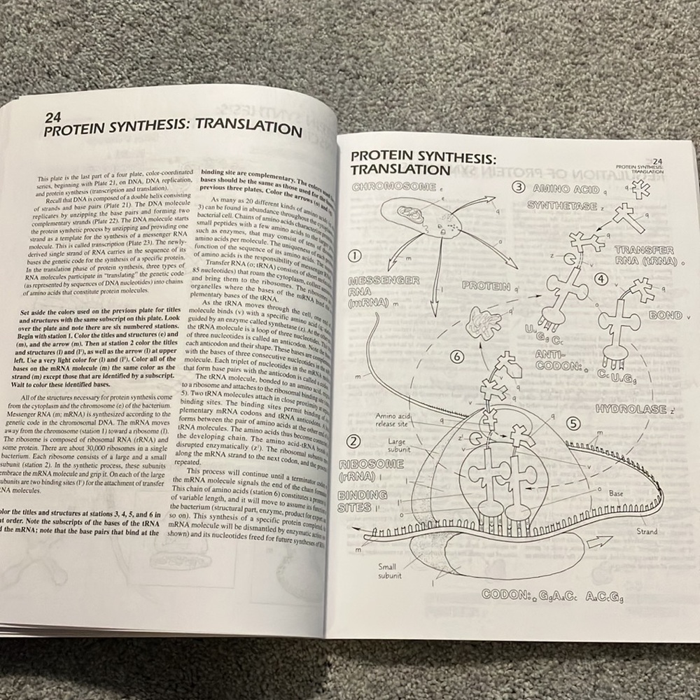 Microbiology Colouring Book - Picture 6 of 6